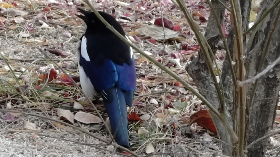 韓国で幸せを呼ぶ鳥と言われているカササギ